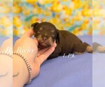 Small Schnauzer (Miniature)