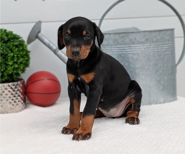 Medium Photo #75 Doberman Pinscher Puppy For Sale in GOSHEN, IN, USA