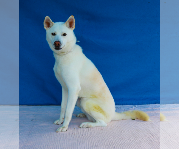 Medium Photo #2 Siberian Husky-Unknown Mix Puppy For Sale in Pasadena, CA, USA