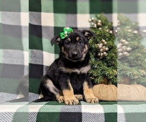 German Shepherd Dog Puppy for sale in OXFORD, PA, USA