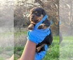 Small Photo #24 Rottweiler Puppy For Sale in FORT WORTH, TX, USA