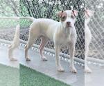 Small #2 American Pit Bull Terrier Mix