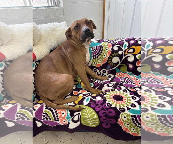 Medium Photo #3 Boxer-Unknown Mix Puppy For Sale in York, SC, USA