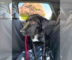 Small #4 Labrador Retriever Mix