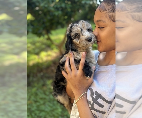 Medium Photo #3 Sheepadoodle Puppy For Sale in CLEMSON, SC, USA