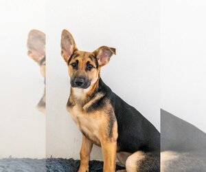 Shiba Inu-Unknown Mix Dogs for adoption in Studio City, CA, USA