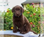 Small Photo #6 Labrador Retriever Puppy For Sale in LEBANON, PA, USA