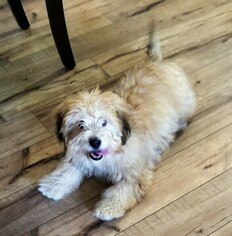 Miniature Bernedoodle Puppy for sale in BELLVILLE, OH, USA
