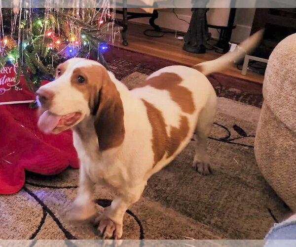 Medium Photo #1 Basset Hound Puppy For Sale in Deepwater, NJ, USA