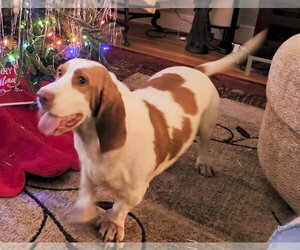 Basset Hound Dogs for adoption in Deepwater, NJ, USA