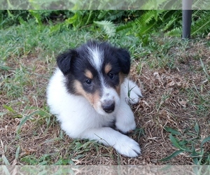 Collie Puppy for sale in PALM BAY, FL, USA