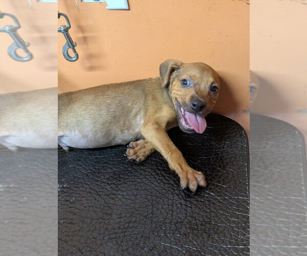 Medium Photo #2 Labrador Retriever-Unknown Mix Puppy For Sale in garner, NC, USA