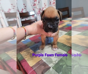 Boxer Puppy for sale in MT ZION, IL, USA