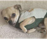 Small #3 Chihuahua