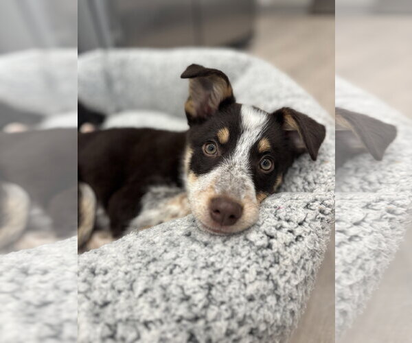 Medium Photo #8 Mutt Puppy For Sale in Sandy, UT, USA