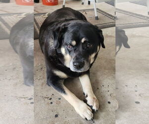 Georgia II - Female Labrador Retriever-Unknown Mix Dog for Adoption - Photo #4