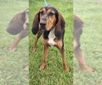 Small #2 Black and Tan Coonhound Mix