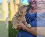Small #1 Basset Hound Mix