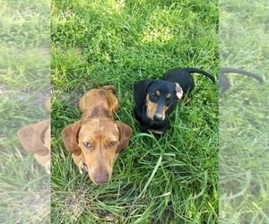Father of the Dachshund puppies born on 10/12/2021