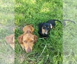 Small Photo #1 Dachshund Puppy For Sale in EASLEY, SC, USA