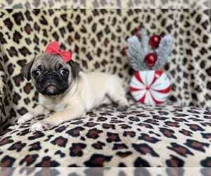 Pug Puppy for sale in LAKELAND, FL, USA