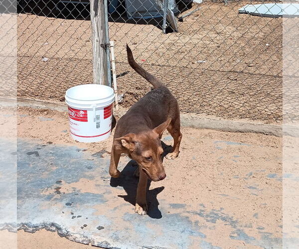 Medium Photo #9 Australian Kelpie Puppy For Sale in Apple Valley, CA, USA