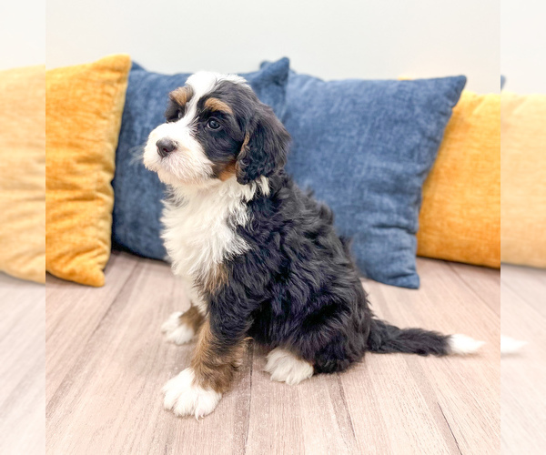 Medium Photo #3 Bernedoodle (Miniature) Puppy For Sale in DUNDEE, OH, USA