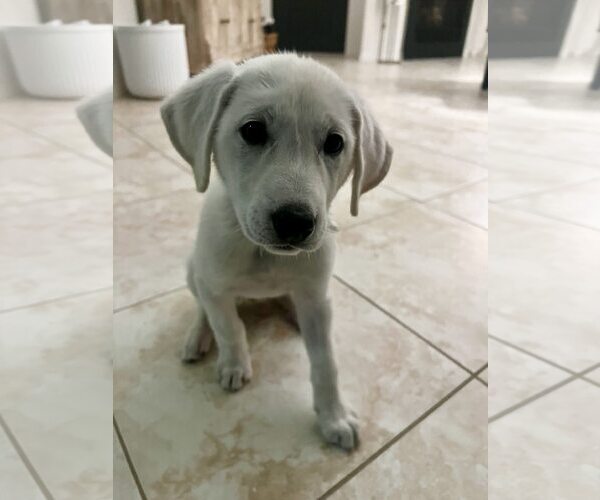 Medium Photo #3 Akbash-Great Pyrenees Mix Puppy For Sale in Houston, TX, USA