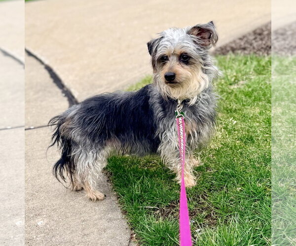 Medium Photo #4 Mutt Puppy For Sale in Rootstown, OH, USA