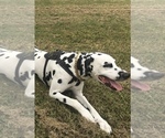 Small Photo #1 Dalmatian Puppy For Sale in GREENSBORO, NC, USA