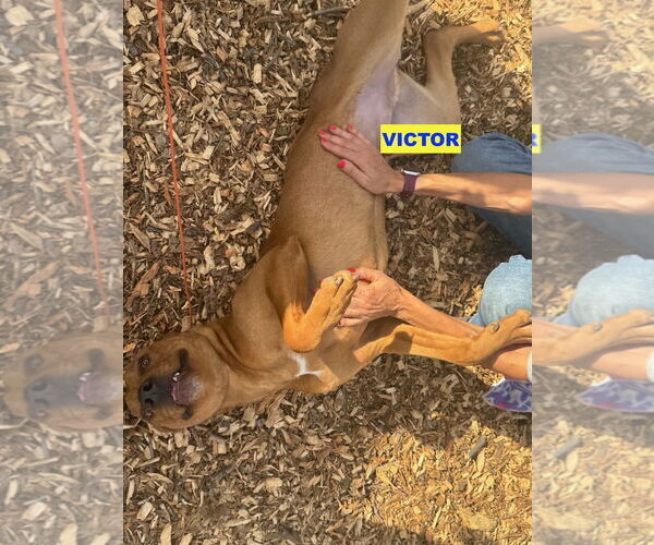 Medium Photo #3 Unknown-Vizsla Mix Puppy For Sale in Woodland Hills, CA, USA