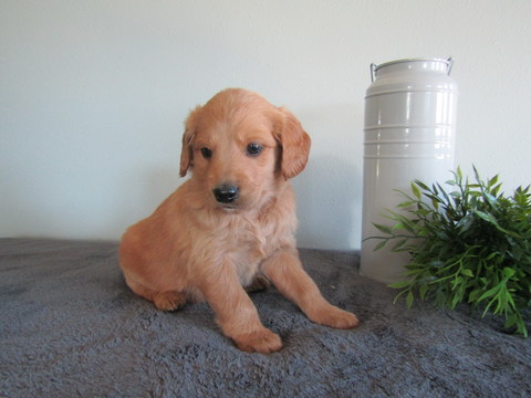 Medium Photo #1 Goldendoodle Puppy For Sale in FREDERICKSBG, OH, USA