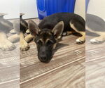 Small #3 German Shepherd Dog Mix
