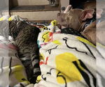 Small #1 American Pit Bull Terrier Mix