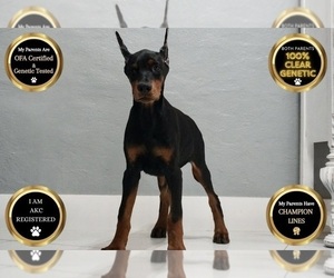 Doberman Pinscher Puppy for sale in WARSAW, IN, USA