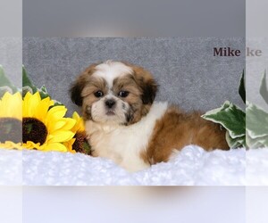 Shih Tzu Puppy for sale in CLARE, MI, USA