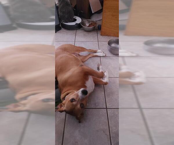 Medium Photo #1 Carolina Dog-Unknown Mix Puppy For Sale in San Antonio, TX, USA