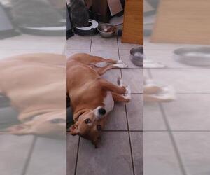 Carolina Dog-Unknown Mix Dogs for adoption in San Antonio, TX, USA