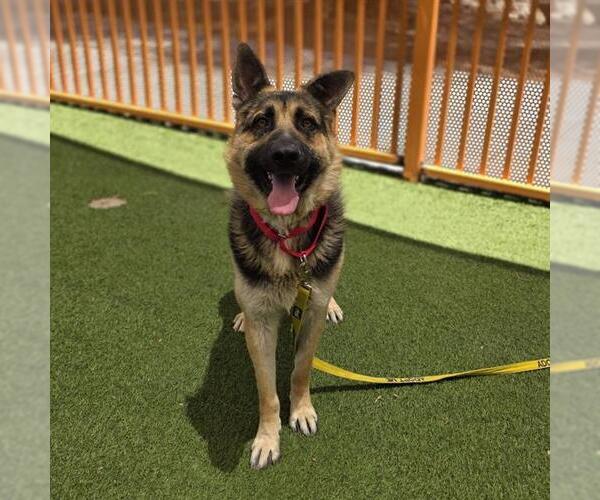 Medium Photo #2 German Shepherd Dog-Unknown Mix Puppy For Sale in Las Vegas, NV, USA