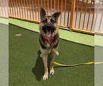 Small Photo #2 German Shepherd Dog-Unknown Mix Puppy For Sale in Las Vegas, NV, USA