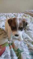 Jack Russell Terrier Puppy for sale in MILLER PLACE, NY, USA