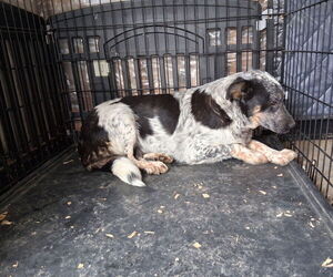 Australian Cattle Dog Dog for Adoption in MARION, Virginia USA