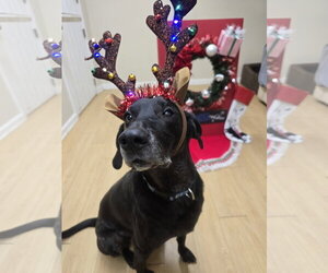Stanley Martin Steele - Male Plott Hound-Weimaraner Mix Dog for Adoption - Photo #15