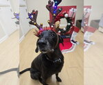 Small #14 Plott Hound-Weimaraner Mix