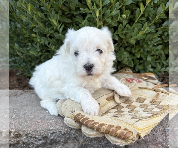 Medium Photo #2 Maltese Puppy For Sale in MIDDLEBURY, IN, USA