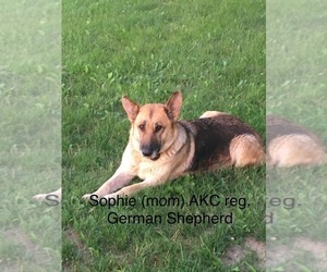 Mother of the German Shepherd Dog-Labrador Retriever Mix puppies born on 07/06/2022