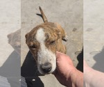 Small #5 Australian Cattle Dog Mix