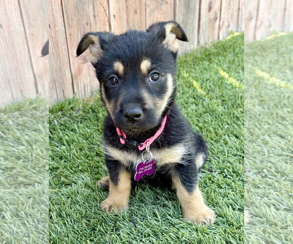 Medium Photo #11 Mutt Puppy For Sale in Corona, CA, USA
