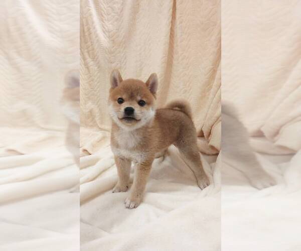 Medium Photo #5 Shiba Inu Puppy For Sale in TEMPLE CITY, CA, USA