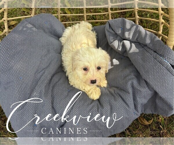 Medium Photo #8 Havachon Puppy For Sale in NIANGUA, MO, USA